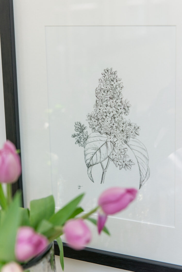 Original Framed Lilac Illustrations